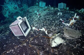 Scientists Discover Animals Beneath the Ocean Floor, Offering Clues to Life Beyond Earth