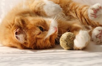 The Surprising Ways Animals Self-Medicate