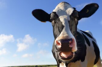 A Second Type of H5N1 Bird Flu Jumped From Cows to Humans