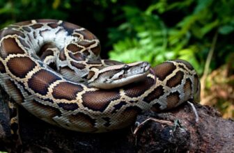 Python Blood Could Kickstart the Next Big Thing in Weight Loss